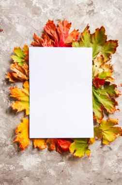 Gri bir arka plan üzerinde renkli bir akçaağaç yaprakları üzerinde boş beyaz kağıt. 