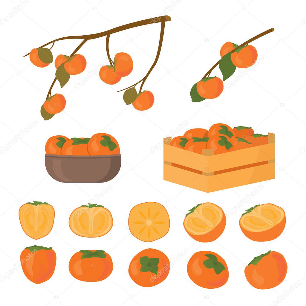 Set of persimmon fruit. Half cutted and whole piece. Kaki in box and in bowl plate. Branch of persimmons tree with leafs ripe in autumn and raw. Vector cartoon illustration for Korean Chuseok holiday.
