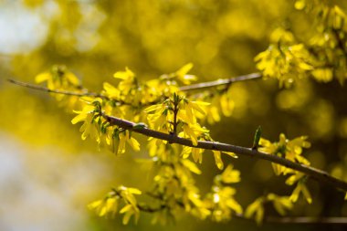 Sarı çiçekler açar bahar yumuşak odak