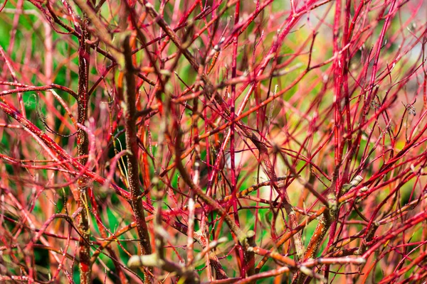 Fundo Bonito Arbusto Videira Vermelha Sem Folhas Com Foco Suave — Fotografia de Stock