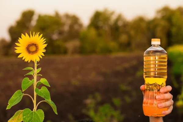 Man\'s hand hold bottle of sunflower oil. Sunflower oil improves skin health and promote cell regeneration