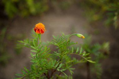 Soyut vintage resim stili sarı kadife çiçeği çiçek yumuşak odak ile