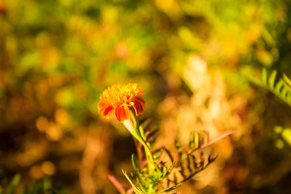 Abstract vintage picture style of yellow marigold flowers with soft focus