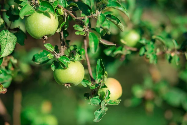 Zielone Jabłka Świeże Gałęzi Drzewa Sadzie — Zdjęcie stockowe
