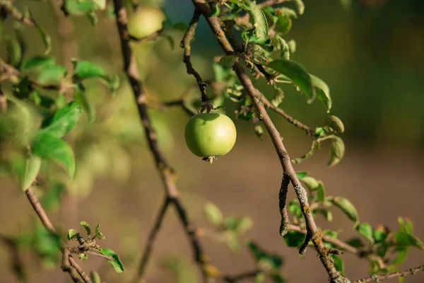 Manzanas Verdes Frescas Árbol Ramas Huerto —  Fotos de Stock