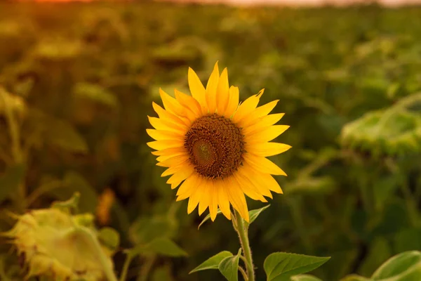 Incantevole Paesaggio Girasoli Contro Alba — Foto Stock