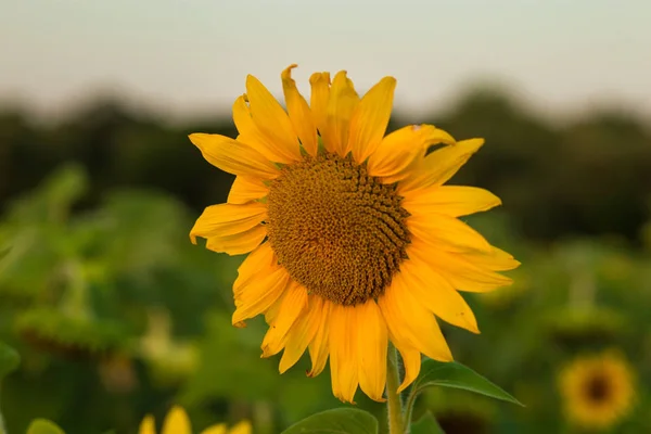 Incantevole Paesaggio Girasoli Contro Alba — Foto Stock