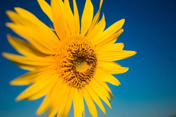 Girasol Amarillo Brillante Verano Sobre Fondo Azul Cielo Copyspace —  Fotos de Stock