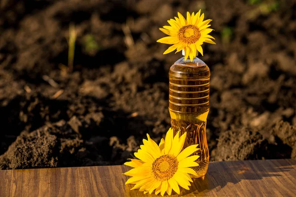 Sunflower oil in bottle on wooden table with ground background. Photo with copy space area for text