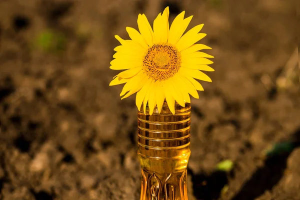 Sunflower oil in bottle on wooden table with ground background. Photo with copy space area for text