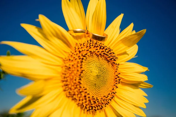 Due Fedi Nuziali Dorate Trovano Grande Girasole Con Sfondo Cielo — Foto Stock