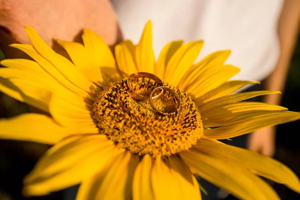 Zwei Goldene Eheringe Liegen Auf Großer Sonnenblume Mit Blauem Himmelshintergrund — Stockfoto