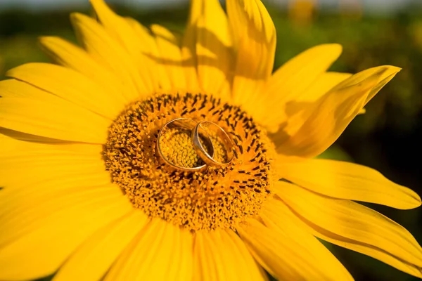 Dos Anillos Boda Dorados Yacen Sobre Gran Girasol Con Fondo —  Fotos de Stock