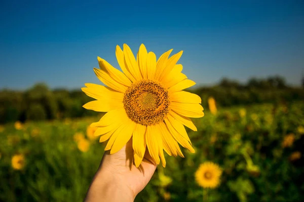 Girasole Mano Giovane Donna Sfondo Cielo Blu — Foto Stock