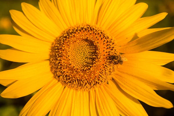 Μέλισσα Μέλι Στο Μέλι Ηλίανθου Συλλέγει Καλοκαίρι — Φωτογραφία Αρχείου