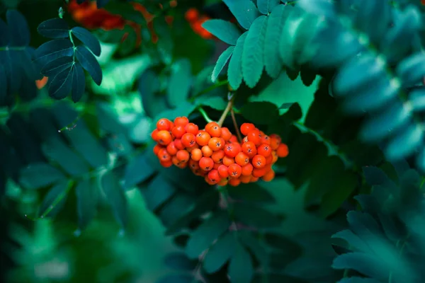 Ashberry Rosso Sfondo Foglie Verdi Autunno Telefono Sfondo Carta Parati — Foto Stock
