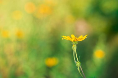 Elması çiçek, arka plan bulanık beautiul sarı çiçek