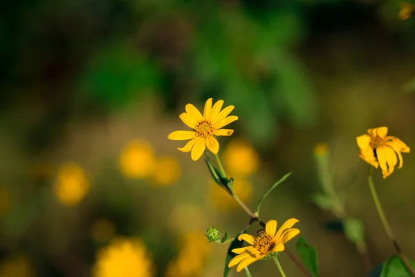 Květ Slunečnice Topinambur Beautiul Žluté Květy Rozmazané Pozadí — Stock fotografie