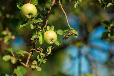 mavi gökyüzü karşı ağaç şube üzerinde yeşil taze elma
