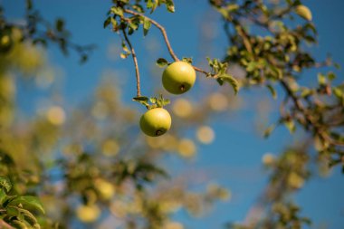 mavi gökyüzü karşı ağaç şube üzerinde yeşil taze elma
