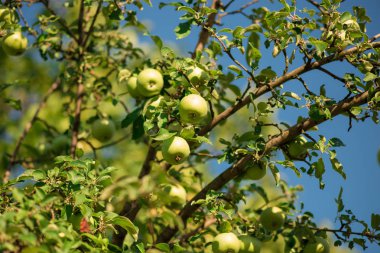 mavi gökyüzü karşı ağaç şube üzerinde yeşil taze elma