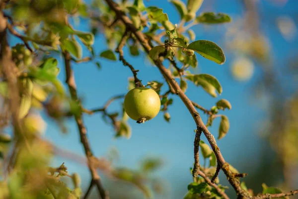 Manzana Verde Fresca Árbol Ramas Contra Cielo Azul —  Fotos de Stock