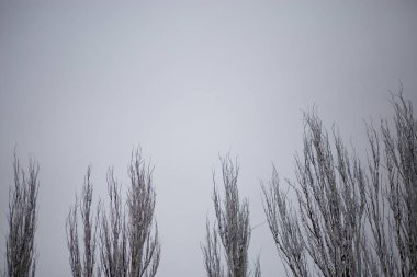 Güzel kış gününde güzel şehir parkı ağaçlarda kar kaplı