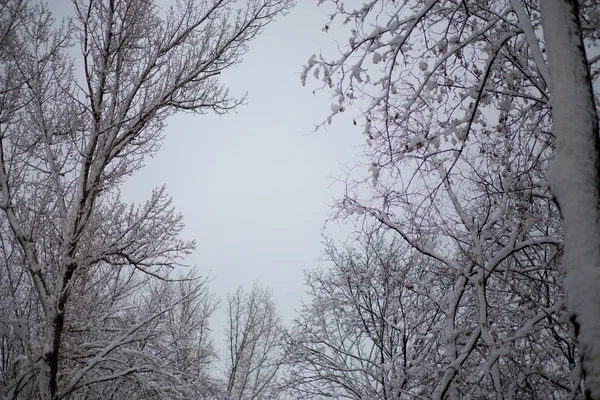 Hóval Borított Fák Gyönyörű Városi Park Gyönyörű Téli Napon — Stock Fotó