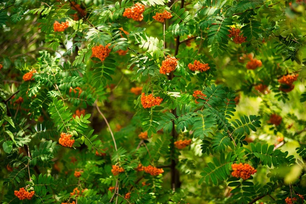 Arándano Rojo Sobre Fondo Hojas Verdes Otoño Teléfono Portátil Fondo —  Fotos de Stock