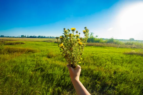 Femme Mains Tenant Bouquet Fleurs Dans Prairie Verte Été — Photo