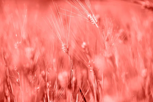 Oblasti Pšeničné Klásky Pozadí Tónovaný Korálové Barvě Kopie Prostoru Barva — Stock fotografie