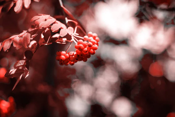 Fondo Naturaleza Arándano Rojo Naranja Tonificado Fondo Pantalla Teléfono Portátil —  Fotos de Stock