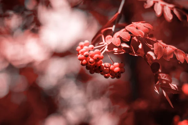 Fondo Naturaleza Arándano Rojo Naranja Tonificado Fondo Pantalla Teléfono Portátil —  Fotos de Stock