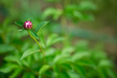 Pembe peonies bahçesinde. Pembe peony çiçek açmış. Güzel pembe portre