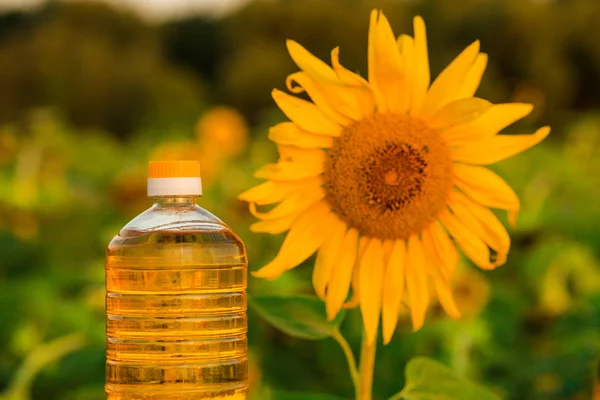 Tenez Une Bouteille Huile Tournesol Huile Tournesol Améliore Santé Peau — Photo