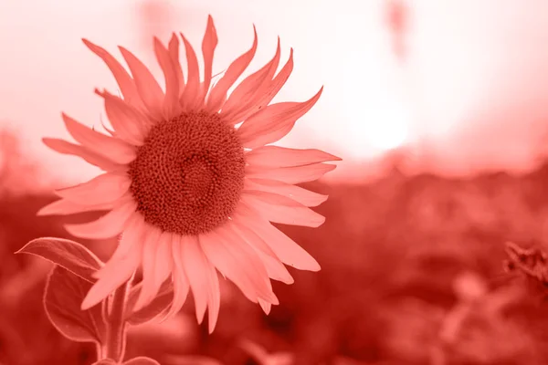 Schöne Sonnenblume Korallenfarbe Getönt Farbe Des Jahres 2019 Sommerlichen Hintergrund — Stockfoto