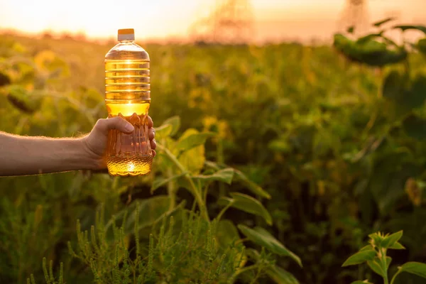 Man\'s hand hold bottle of sunflower oil. Sunflower oil improves skin health and promote cell regeneration