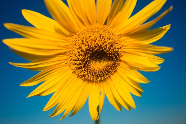 Girasol Amarillo Brillante Verano Sobre Fondo Azul Del Cielo —  Fotos de Stock