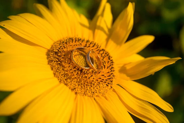 Dos Anillos Boda Dorados Yacen Sobre Gran Girasol Con Fondo —  Fotos de Stock