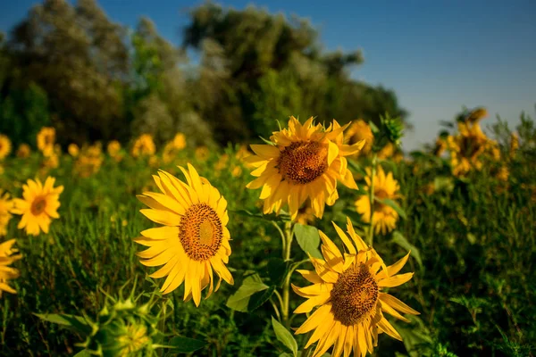 Giardino Dei Girasoli Girasoli Hanno Abbondanti Benefici Salute Olio Girasole — Foto Stock