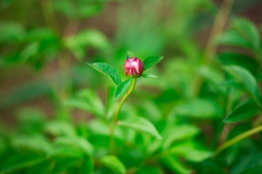 Pembe peonies bahçesinde. Pembe peony çiçek açmış. Güzel pembe Peonie çiçek closeup.