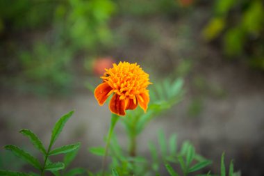 Soyut vintage resim stili sarı kadife çiçeği çiçek