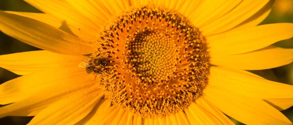 Modello a spirale nel centro del girasole da vicino mostrando una bella trama con ordinata disposizione — Foto Stock