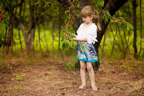 ハッピー小さな女の子が夏の庭で桜の木の近くで遊ぶ。子供は果樹園でチェリーを拾います。夏の果樹園で子供ピックチェリー. — ストック写真