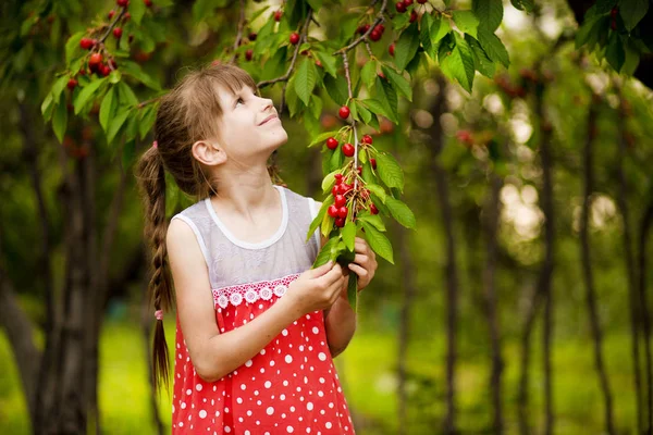 Boldog kislány játék közelében cseresznyefa a nyári kertben. Gyerek szedés cseresznye a gyümölcs-Farm. Gyermek pick cseresznye nyári gyümölcsösben. — Stock Fotó
