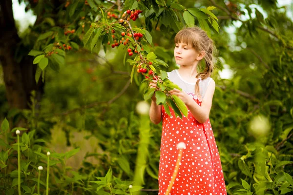 Heureuse petite fille jouer près de cerisier dans le jardin d'été. Cueillette de cerises à la ferme fruitière. Cueillette des cerises dans le verger d'été . — Photo