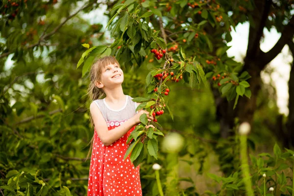 Menina feliz jogar perto de cerejeira no jardim de verão. O miúdo a apanhar cereja na quinta das frutas. Criança pegar cerejas no pomar de verão . — Fotografia de Stock