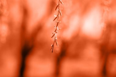 Taze söğüt yaprakları ile Bahar arka plan. Mercan renginde tonda. 2019 Yılının Rengi. Moda bahar arka plan