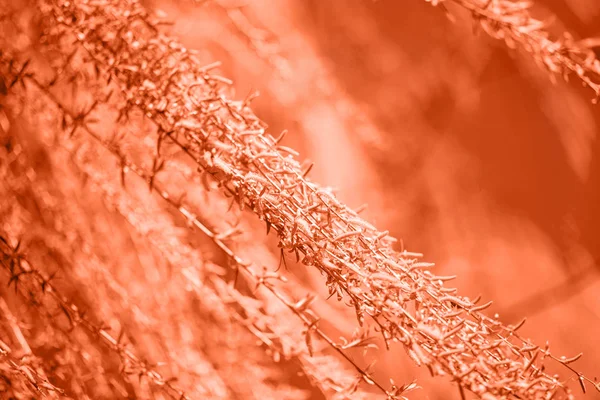 Fond printanier avec des feuilles de saule fraîches. Tonique en couleur corail. Couleur de l'année 2019. Mode printemps fond — Photo