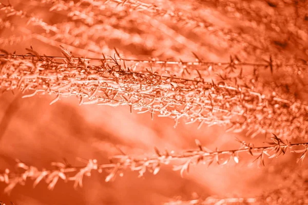 Fond printanier avec des feuilles de saule fraîches. Tonique en couleur corail. Couleur de l'année 2019. Mode printemps fond — Photo